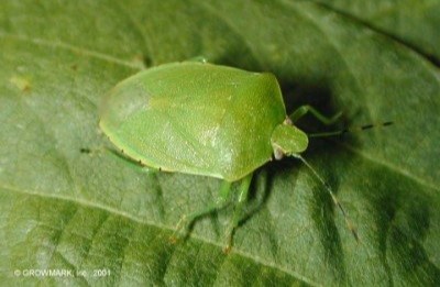 Green stink bug adult